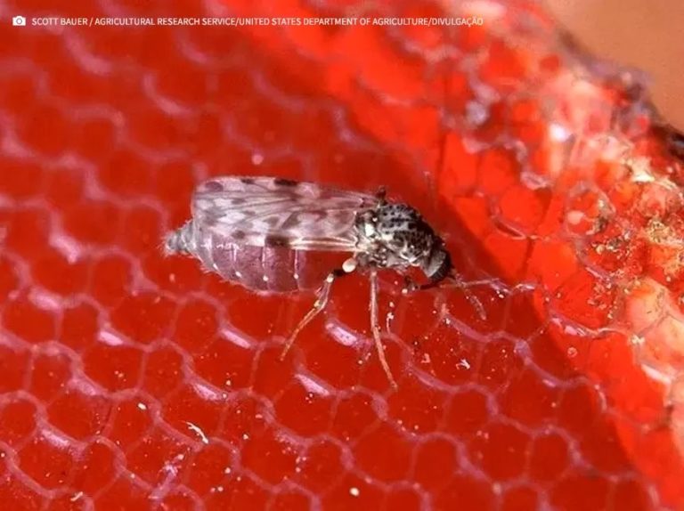 Oropouche: Uma Doença Tropical Emergente