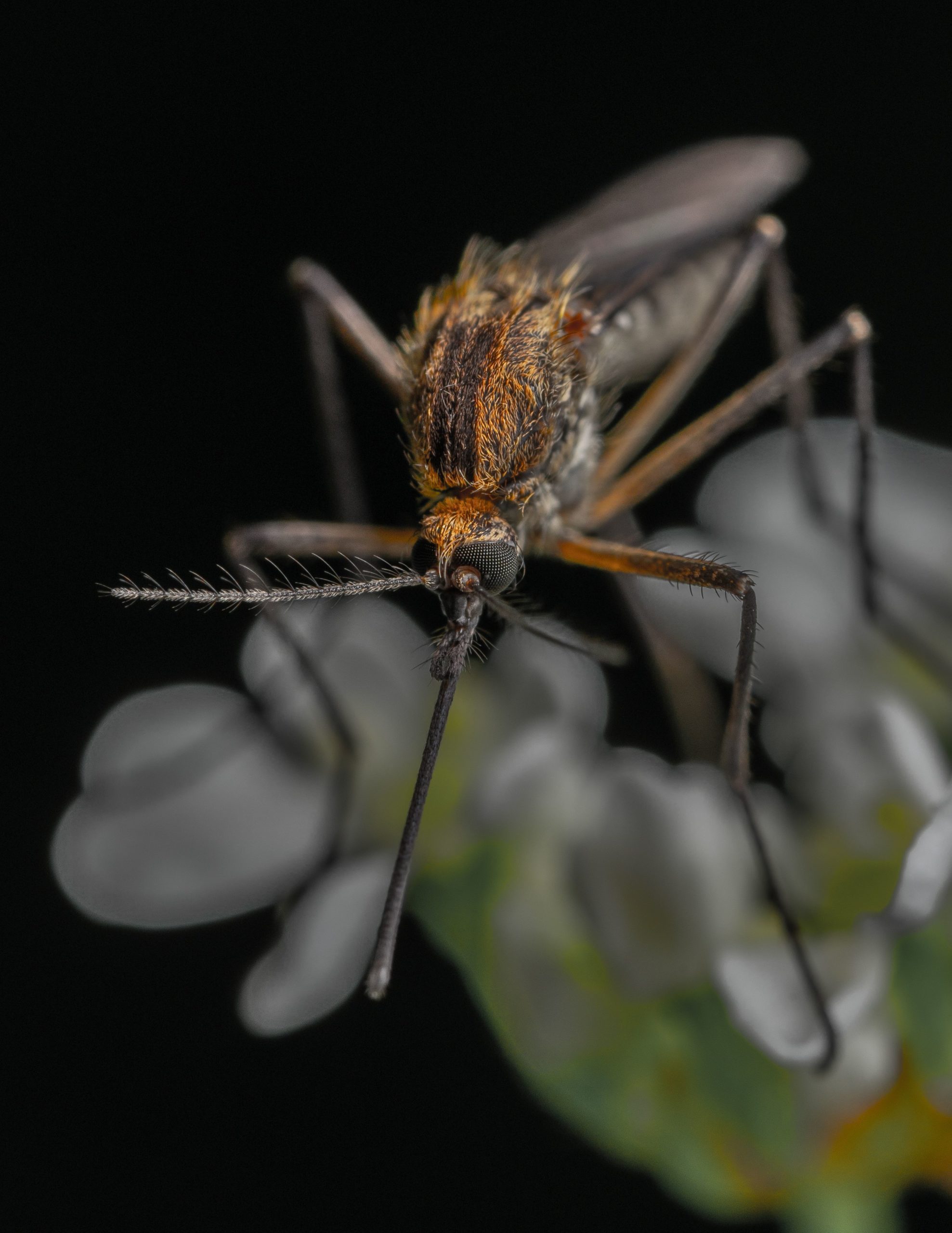 ZIKA