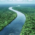 Incêndios Florestais na Amazônia Ameaçam o Futuro do Bioma