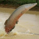 Ibama declara pirarucu espécie invasora fora da Amazônia e libera abate sem restrições