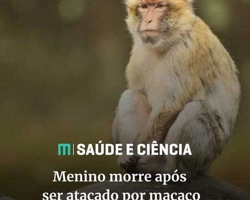 Tragédia na Tailândia: Menino de 7 Anos Morre Após Ataque de Macaco Criado Pela Própria Família