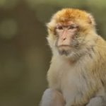 Tragédia na Tailândia: Menino de 7 Anos Morre Após Ataque de Macaco Criado Pela Própria Família