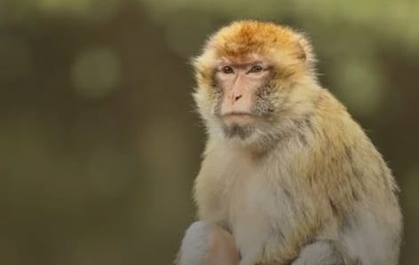 Tragédia na Tailândia: Menino de 7 Anos Morre Após Ataque de Macaco Criado Pela Própria Família