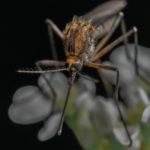 ZIKA