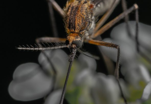 ZIKA